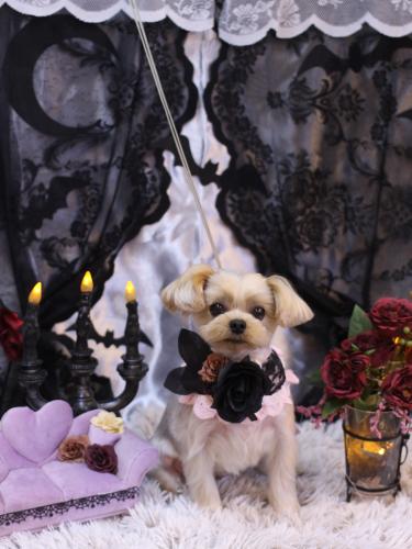 20231011ぷぅちゃん